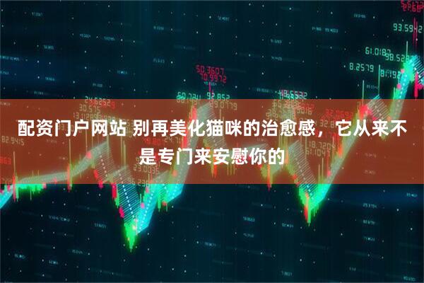 配资门户网站 别再美化猫咪的治愈感，它从来不是专门来安慰你的