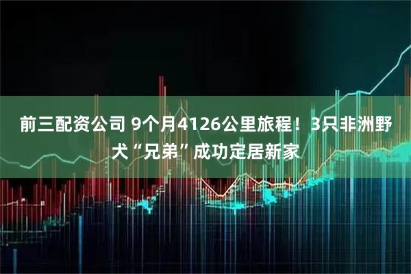 前三配资公司 9个月4126公里旅程！3只非洲野犬“兄弟”成功定居新家